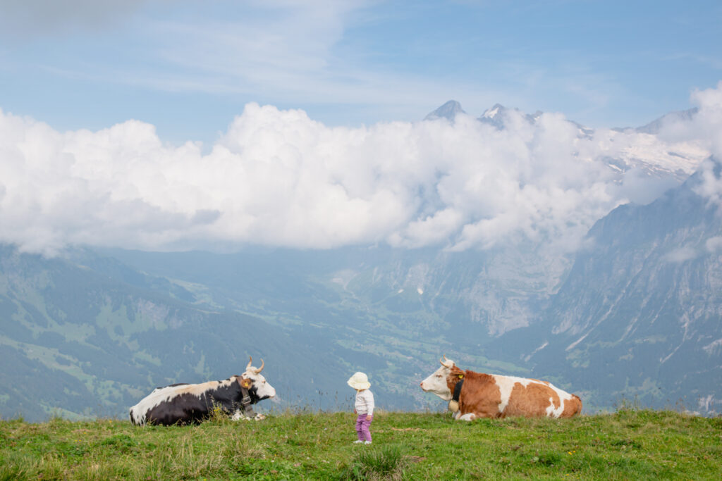 Beautiful scenery Switzerland cows baby